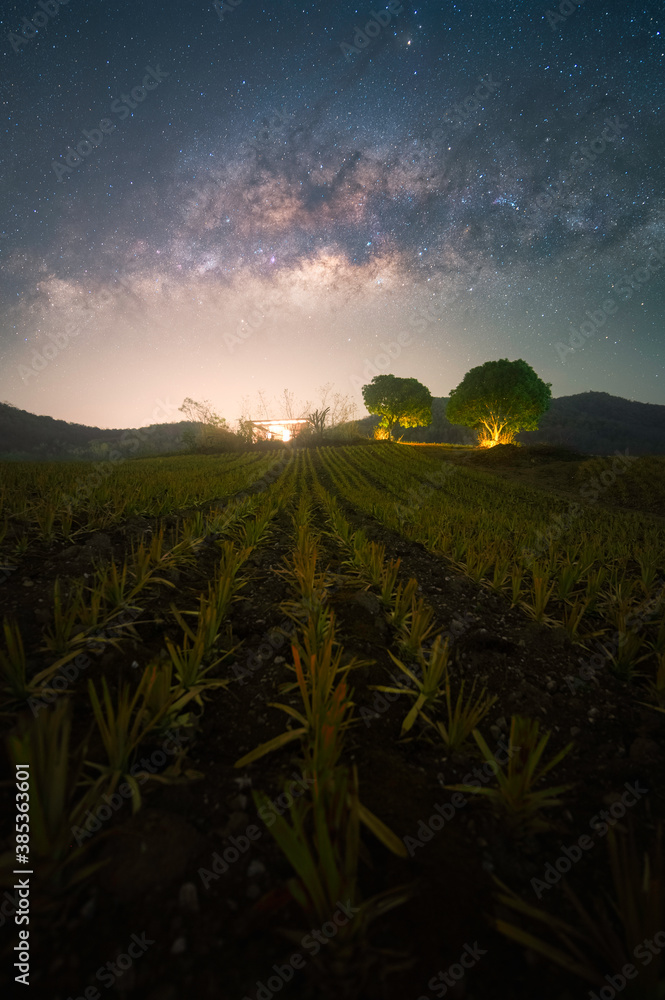 Wall mural milky way rise up over pineapple field in thailand