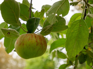 Ripe big apple with drops of rain on the tree. Green leaves.