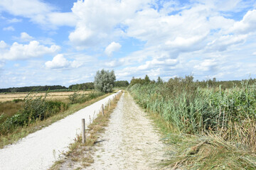 Fototapeta na wymiar road and biking path in nature area De Groote Peel