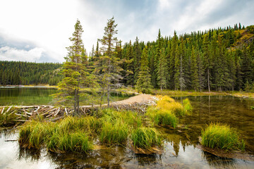 Beaver dam holding back water on Horseshoe Lake, Denali National Park, Alaska © PhotoSpirit