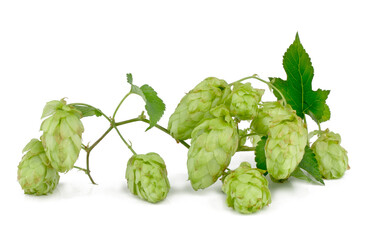 Hops isolated on white