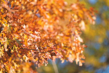 Autumn leaves shows fall color on tree for season background.