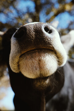 Funny cow nose close up being curious farm animal.