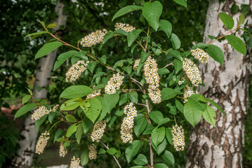 Chokecherry (Prunus virginiana) in orchard, Central Russia