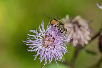 The howerfly fis sitting on the flower at summer