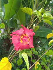 Obraz premium Red China Rose Flower