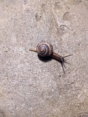 snail on the asphalt top view close up photo