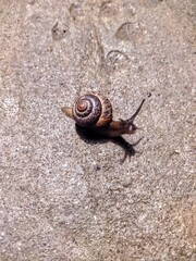 snail on the asphalt top view close up photo