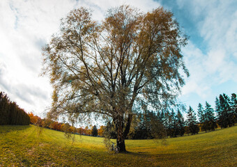 Obraz premium landscape with tree