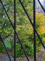 autumn tree behind a metal fence on a rainy day