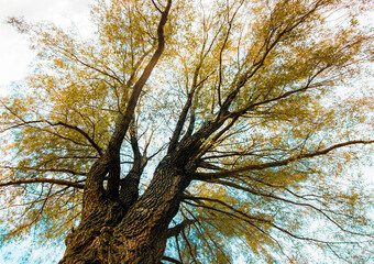 tree in the forest