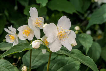 Sweet Mock-orange (Philadelphus coronarius) in park