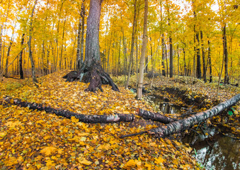 autumn in the forest