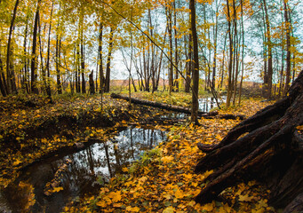 autumn in the forest