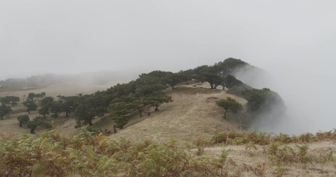Verena do Fanal timelapse, Madeira Island, Portugal