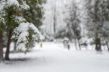 Snow covered Christmas tree branch against defocused background. Selective focus and shallow depth of field.