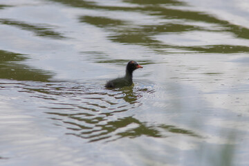 The chick of moorhen waterhen on the lake