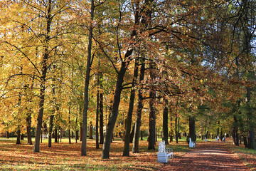 Fototapeta na wymiar October autumn park in Russia, an oak alley with red leaves. Beautiful bright landscape in the park, seasons, golden autumn season, background, Tsarskoe Selo, Leningrad region, travel