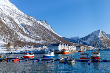 Lofoten islands, Senja island, Norway. Fishing harbour, parked colourful boats, snowy mountains in...