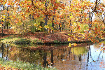 October autumn park in Russia, lake with red leaves and reflection in the lake, Aleksandrovsky park, Tsarskoe Selo, Leningrad region. Autumn landscape, seasons.