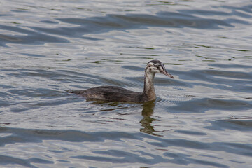 The chick of great crested grebe on the lake