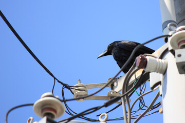 電柱のカラス