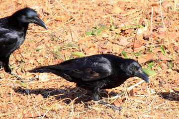餌を探すカラス