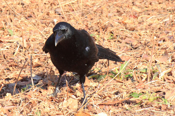 餌を探すカラス