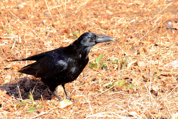 餌を探すカラス
