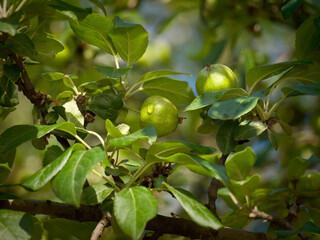 Unripe fruits of apples