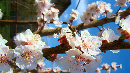 fruit tree blooms in spring