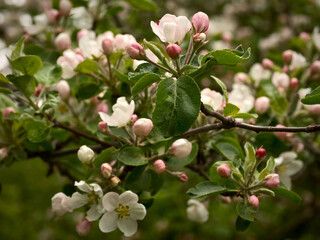 Spring flowers on apple-tree branches