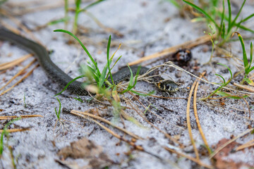 A small grass snake Natrix crawls in the forest on the forest sandy soil close-up. Horizontal orientation. High quality photo