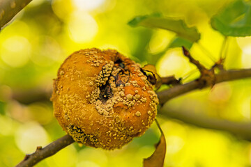 rotten apple at an appletree