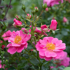 Dwarf rose, Rosa patio
