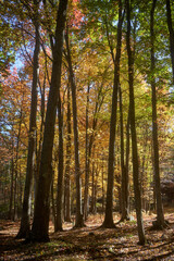 Naklejka premium forest in autumn