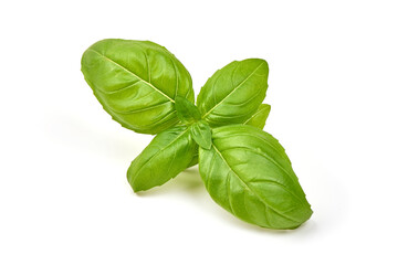 Sweet basil herb leaves, isolated on white background