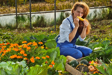 A woman in a blue jumpsuit collects vegetables in the garden. Onions, zucchini, sunflowers, tomatoes and corn in a wooden box.