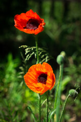 Fototapeta premium The Oriental poppy (lat. Papaver orientale)