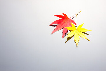 お盆の上のモミジ