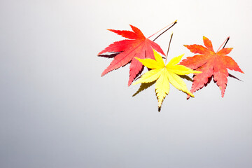 お盆の上のモミジ