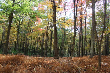 fall foliage in the wilderness of the Pennsylvania