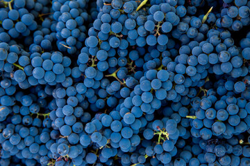 Grape harvest in the vineyard. Close-up of red and black clusters of Pinot Noir grapes collected in boxes and ready for wine production. - obrazy, fototapety, plakaty