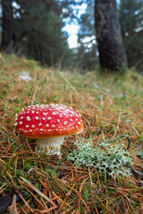 Amanita muscaria: These showy red mushrooms are highly toxic.