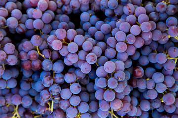 Grape harvest in the vineyard. Close-up of red and black clusters of Pinot Noir grapes collected in boxes and ready for wine production. - obrazy, fototapety, plakaty