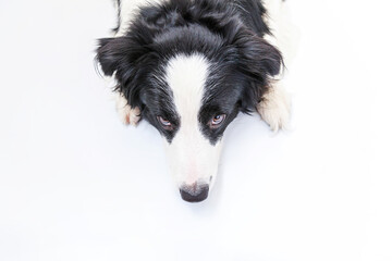 Funny studio portrait of cute smiling puppy dog border collie isolated on white background. New lovely member of family little dog gazing and waiting for reward. Funny pets animals life concept.