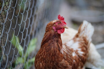Chicken near net fence in yard. Brown hen standing near chain link fence on summer day on yard on...