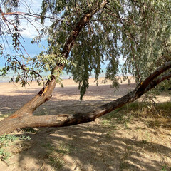 tree in the desert