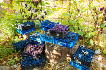 Grape harvest in the vineyard. Red and black clusters of Pinot Noir grapes are collected in boxes...