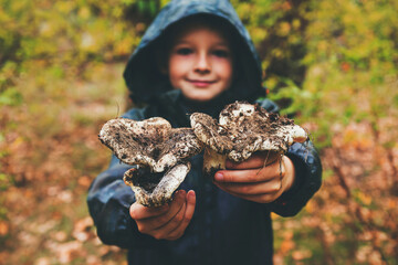 Child is holding mushrooms in his hands. Looking for mushrooms in the forest. Kid holds in his...